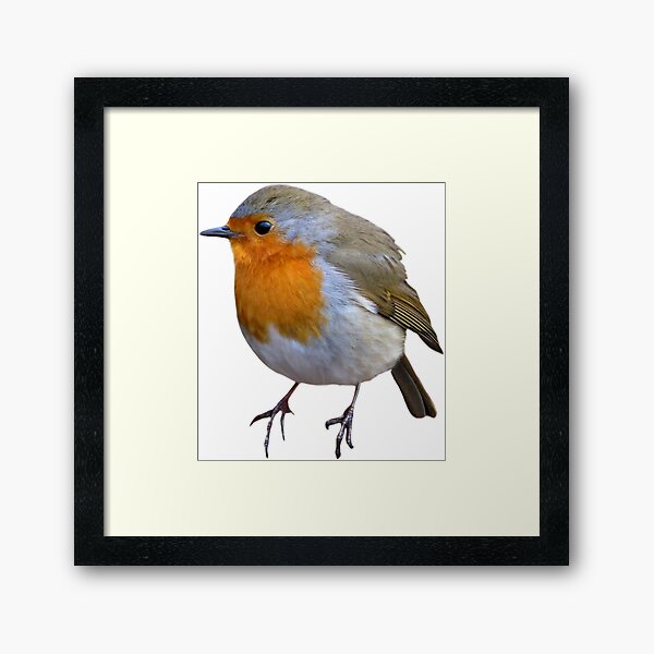Aperçu de l'œuvre Robin créée et vendue par DoodleDashCollective.