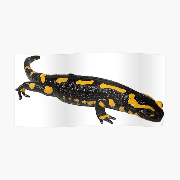 Salamander" for Sale by phandiltees | Redbubble