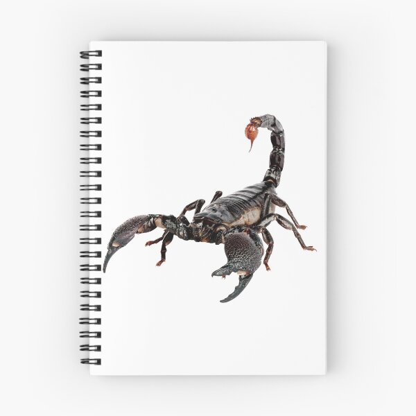 Aperçu de l'œuvre Scorpion créée et vendue par DoodleDashCollective.