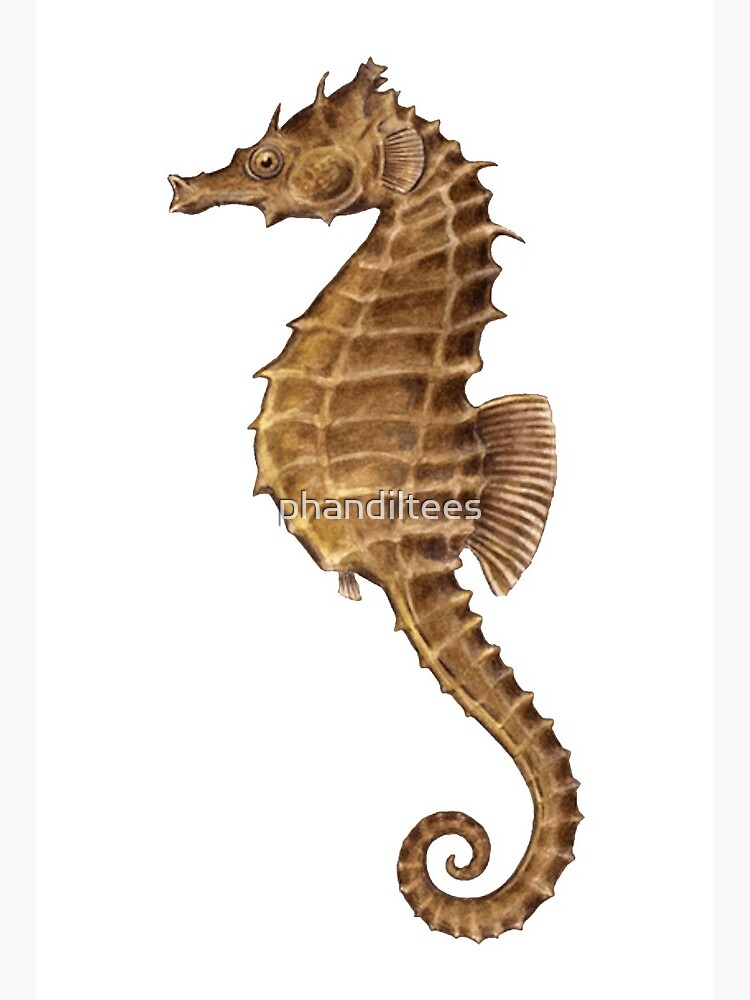 Seahorse Pet