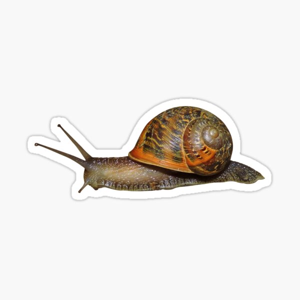 snail art snail lover car sticker bumper sticker snails forestcore nature art