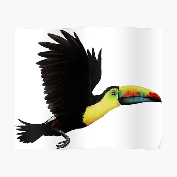 Posters Sur Le Theme Toucan Redbubble