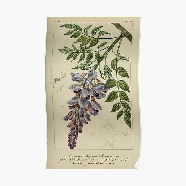 the lakes wisteria Poster