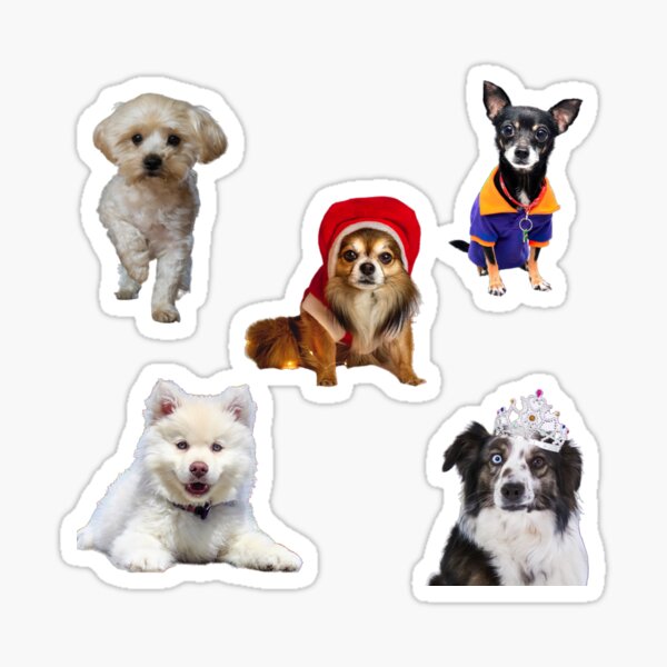  Taza personalizada para parejas, regalos para amantes de los  perros, mamá, perro, papá, playa, papá, regalos para amantes de los perros  de hija, hijo, regalos para amantes de las mascotas, perros