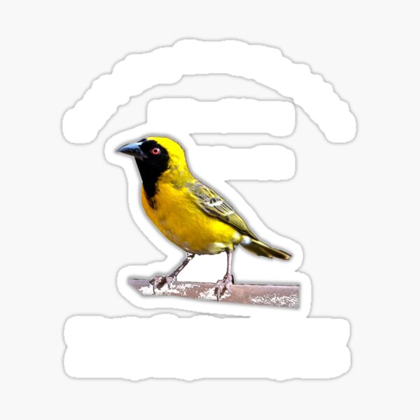 Australian Regent Honey Eaters Need Human Help Men Women Boy Sticker