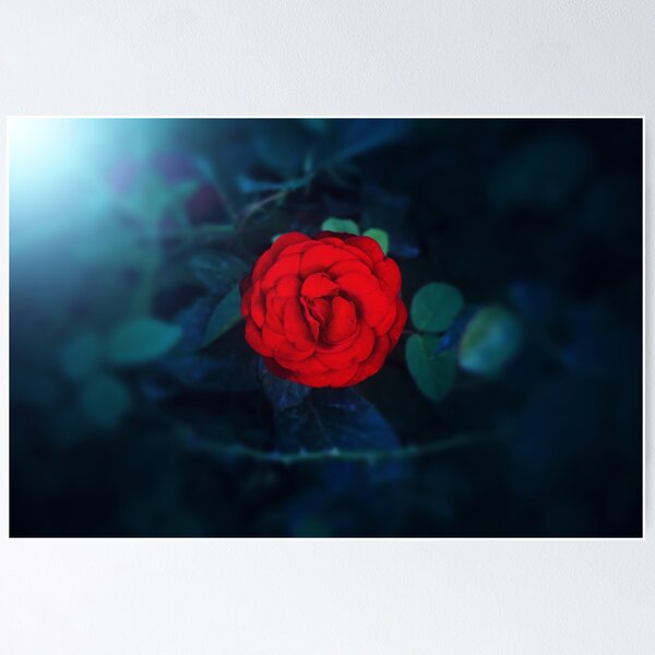 Item preview, Red Rose in the Dark designed and sold by mrhighsky.