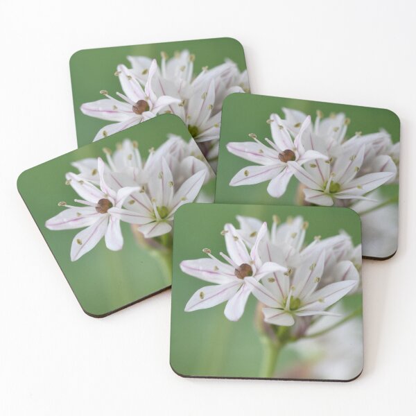 Item preview, Allium  'Cameleon'  Ornamental onion  designed and sold by Chris Burrows.