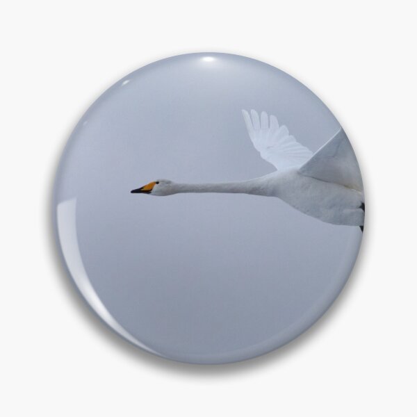 Item preview, Flyby 3 Whooper Swan designed and sold by Jouko Lehto Photography.