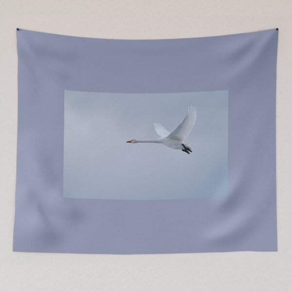 Item preview, Flyby 3 Whooper Swan designed and sold by Jouko Lehto Photography.