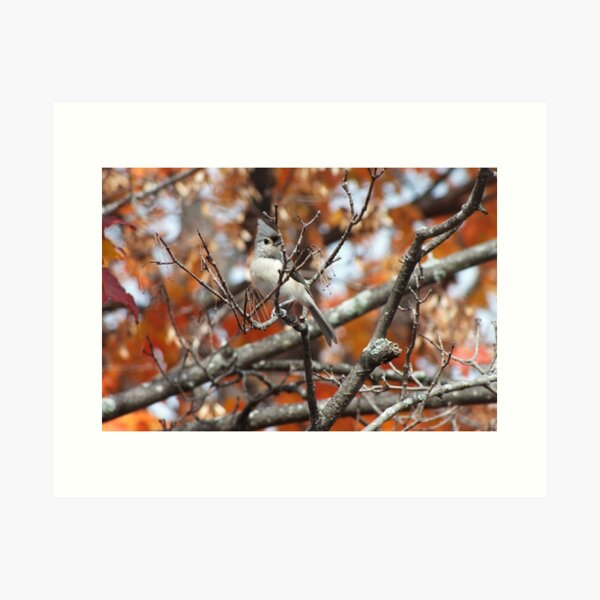 Tufted Titmouse Art Print
