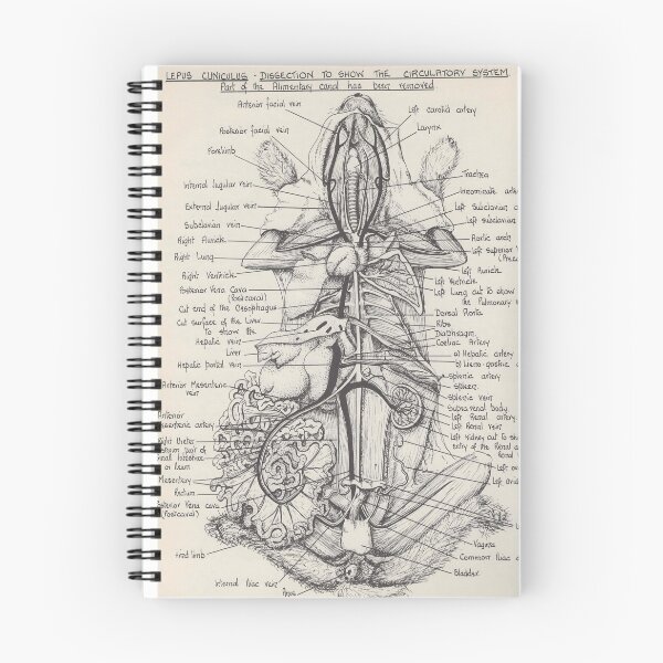Item preview, Anatomy Diagram of a Rabbit designed and sold by FunnyScot.