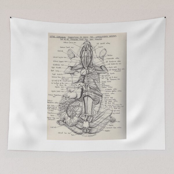 Item preview, Anatomy Diagram of a Rabbit designed and sold by FunnyScot.