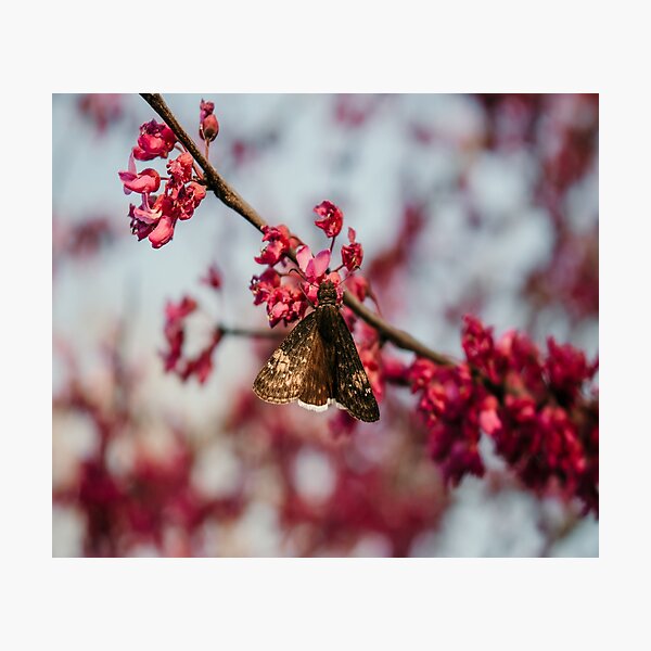Item preview, Pink Sakura Butterfly Moth Spring Blooms designed and sold by JLPhotographer.