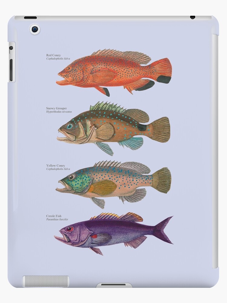 Grouper Species Sea Bass Fish Fishing Angling Gulf Mexico Caribbean | iPad  Case & Skin