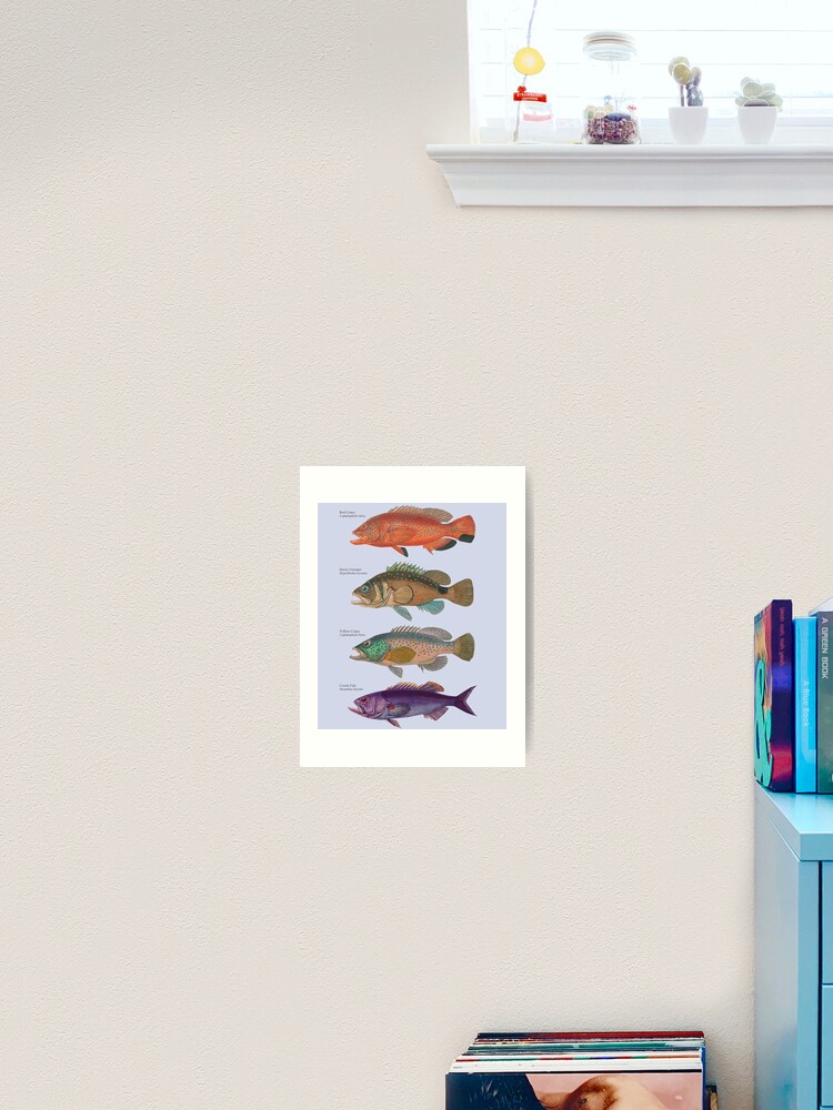 Grouper Species Sea Bass Fish Fishing Angling Gulf Mexico Caribbean Art  Print for Sale by TheAplus