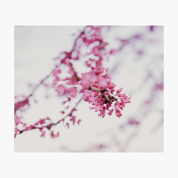 Item preview, Cotton Candy Sakura Redbud Tree Spring Blossoms designed and sold by JLPhotographer.