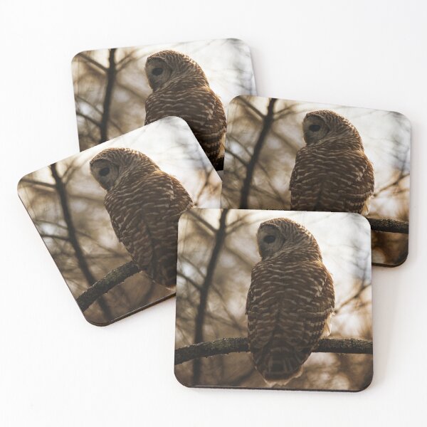 Item preview, Sunning Barred Owl designed and sold by Kerri Ann McClellan.