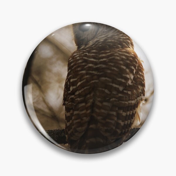 Item preview, Sunning Barred Owl designed and sold by Kerri Ann McClellan.
