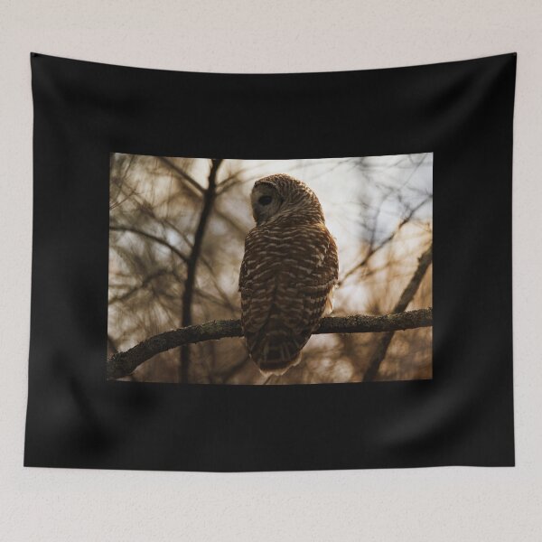 Item preview, Sunning Barred Owl designed and sold by Kerri Ann McClellan.