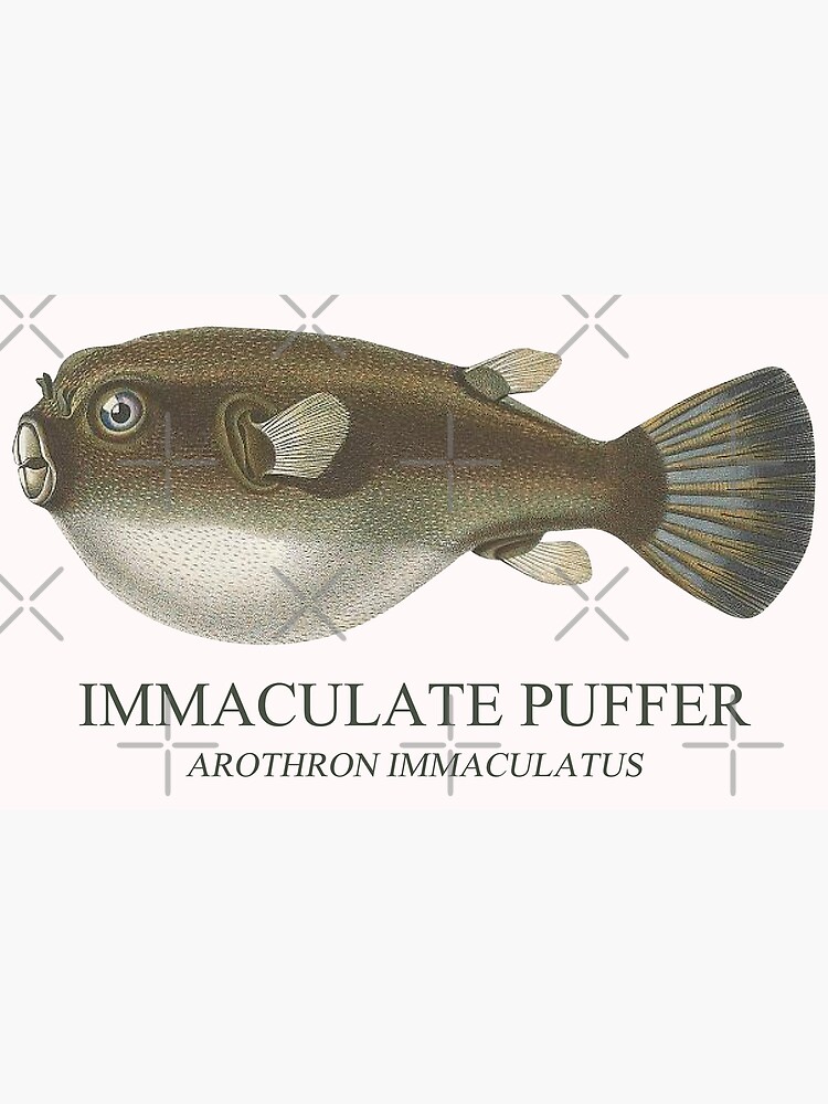 Puffer Pufferfish Reef Tank Fish Keeper Saltwater Aquarium Tetraodon  Arothron Greeting Card for Sale by TheAplus