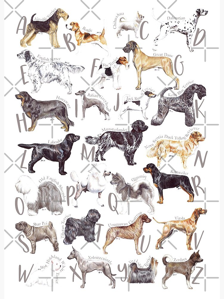 A Z Pedigree Dog Alphabet Poster Print Alphabet of Purebred