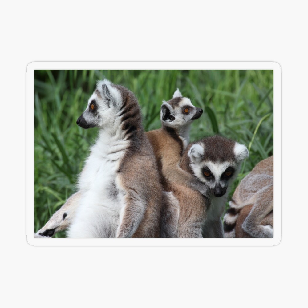 Ring-tailed Lemurs • Brandywine Zoo