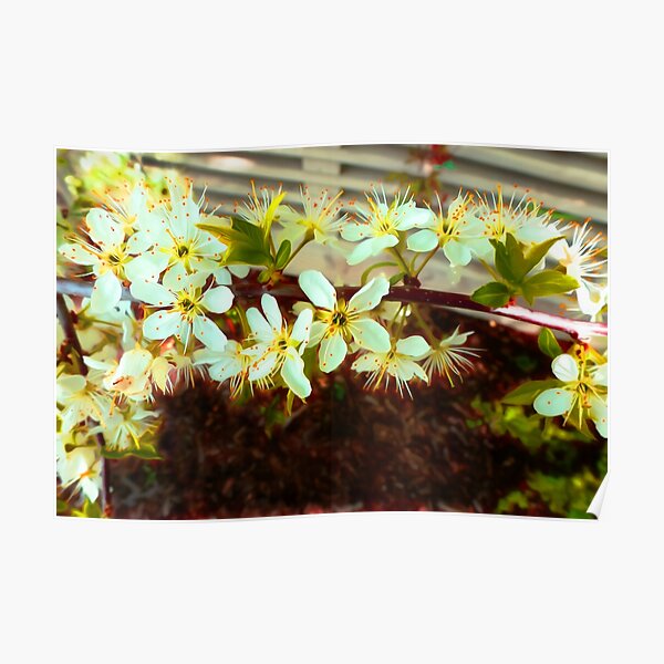 Spring Poster