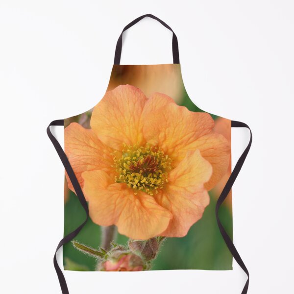 Artikelvorschau, Geum & # 39; Totally Tangerine & # 39; Avens entworfen und verkauft von Chris Burrows.