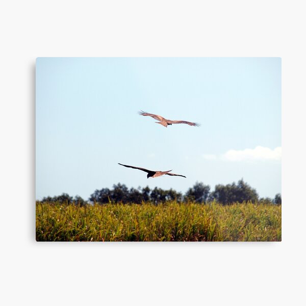 AERIAL BALLET Metal Print