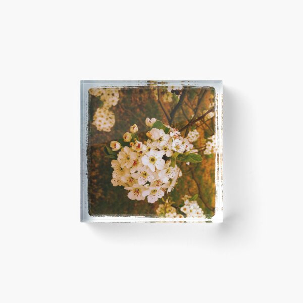 Item preview, Pear Blossoms designed and sold by dtheiris.