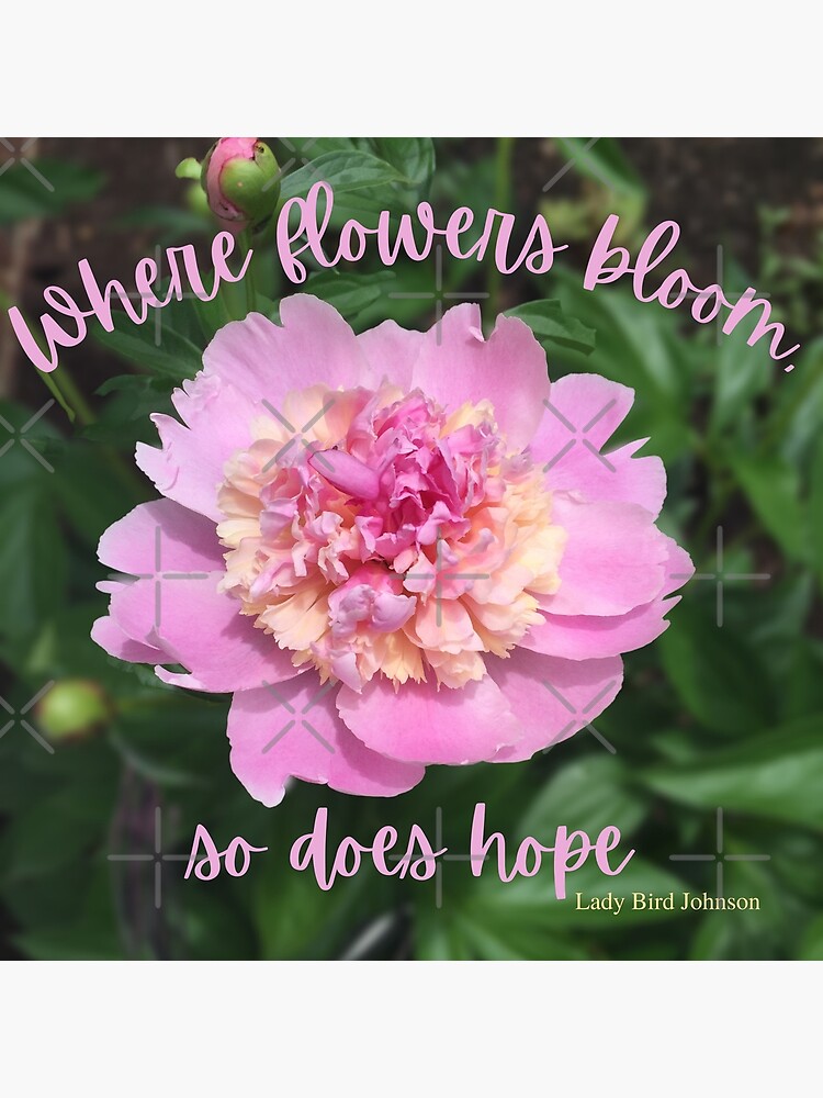 "Where flowers bloom, so does hope Pink Peony in Bloom Motivational