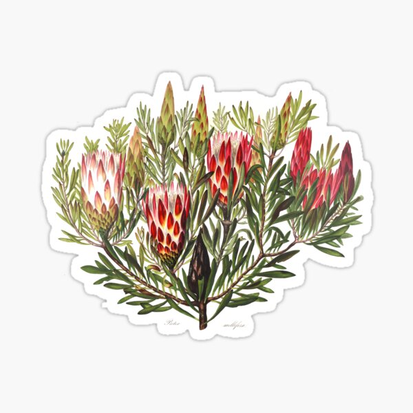 Protea Flowers, Native Australian floral print Sticker