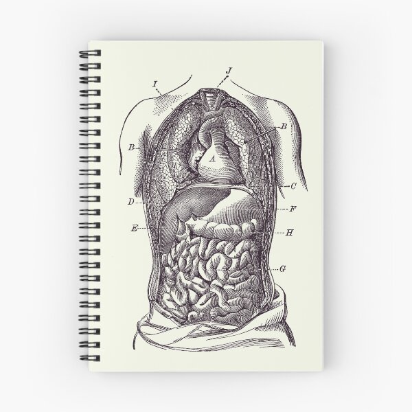 Item preview, Human Digestive System Diagram - Vintage Anatomy designed and sold by VAposters.