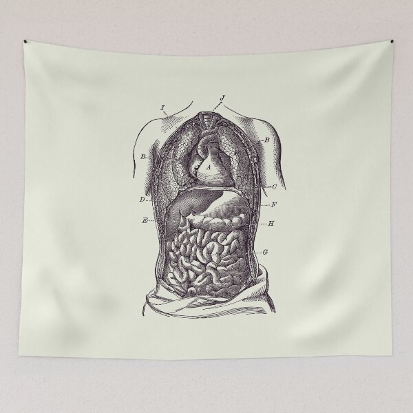 Item preview, Human Digestive System Diagram - Vintage Anatomy designed and sold by VAposters.
