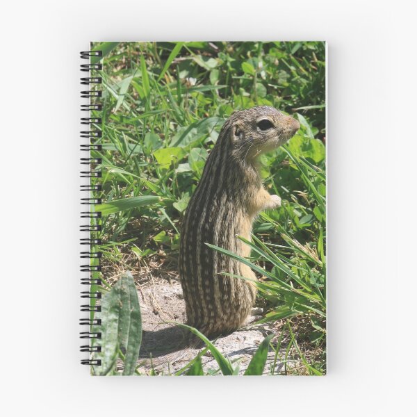 Item preview, 13 Lined Ground Squirrel designed and sold by Chris Coates Photography.com.