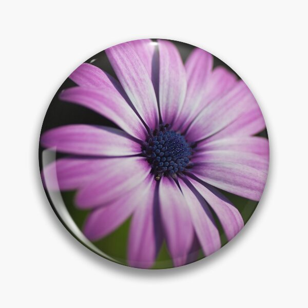 Item preview, Cape Daisy Blooming  designed and sold by Joy Watson - Natural Light Photography .