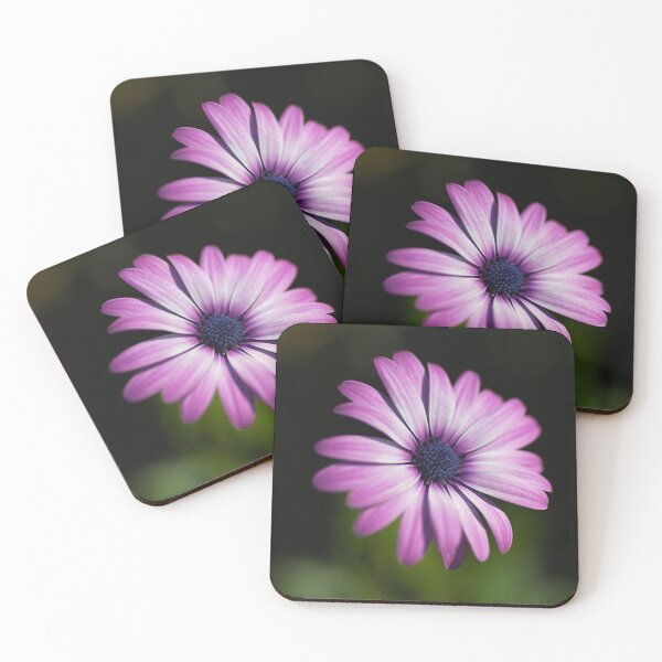 Item preview, Cape Daisy Blooming  designed and sold by Joy Watson - Natural Light Photography .