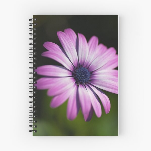 Item preview, Cape Daisy Blooming  designed and sold by Joy Watson - Natural Light Photography .