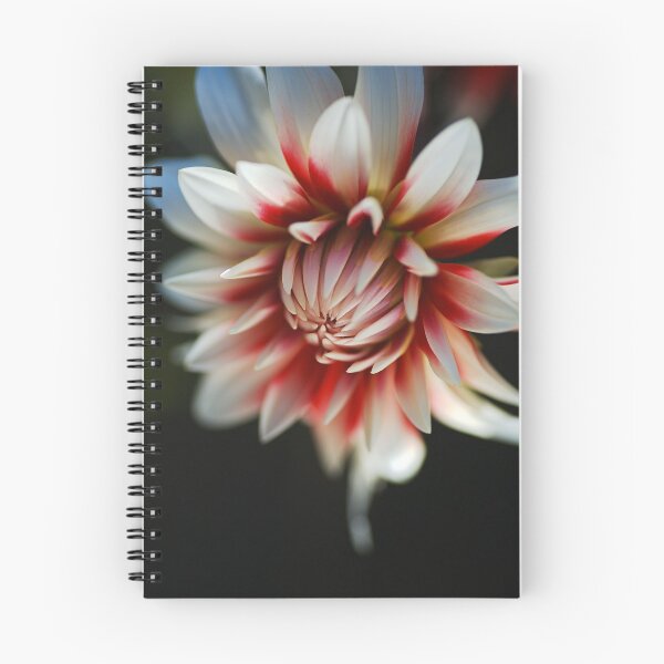 Item preview, Dahlia Fire And Ice Flower designed and sold by Joy Watson - Natural Light Photography .