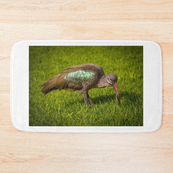 Item preview, Black Ibis in a park at the Canary islands, Spain designed and sold by Anita van Gendt.