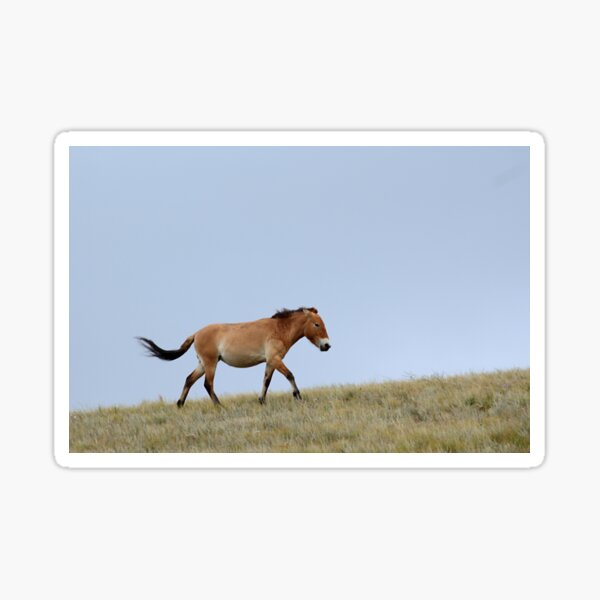 Aperçu de l'œuvre Le cheval de Przewalski, Mongolie créée et vendue par Carole-Anne.