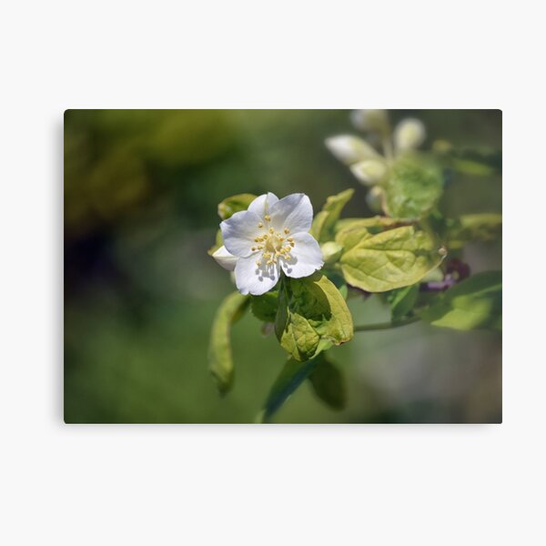 a bit of green 03.02.2021 Metal Print
