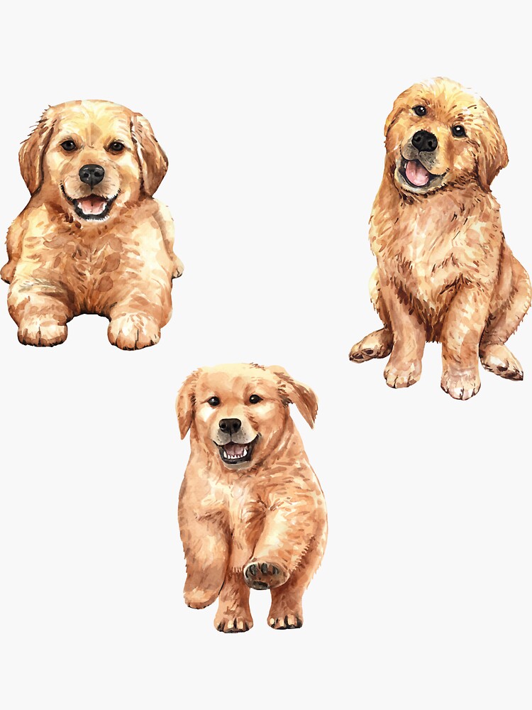 "Golden Retriever Puppy Coat Set" Sticker by moslemabid233 Redbubble