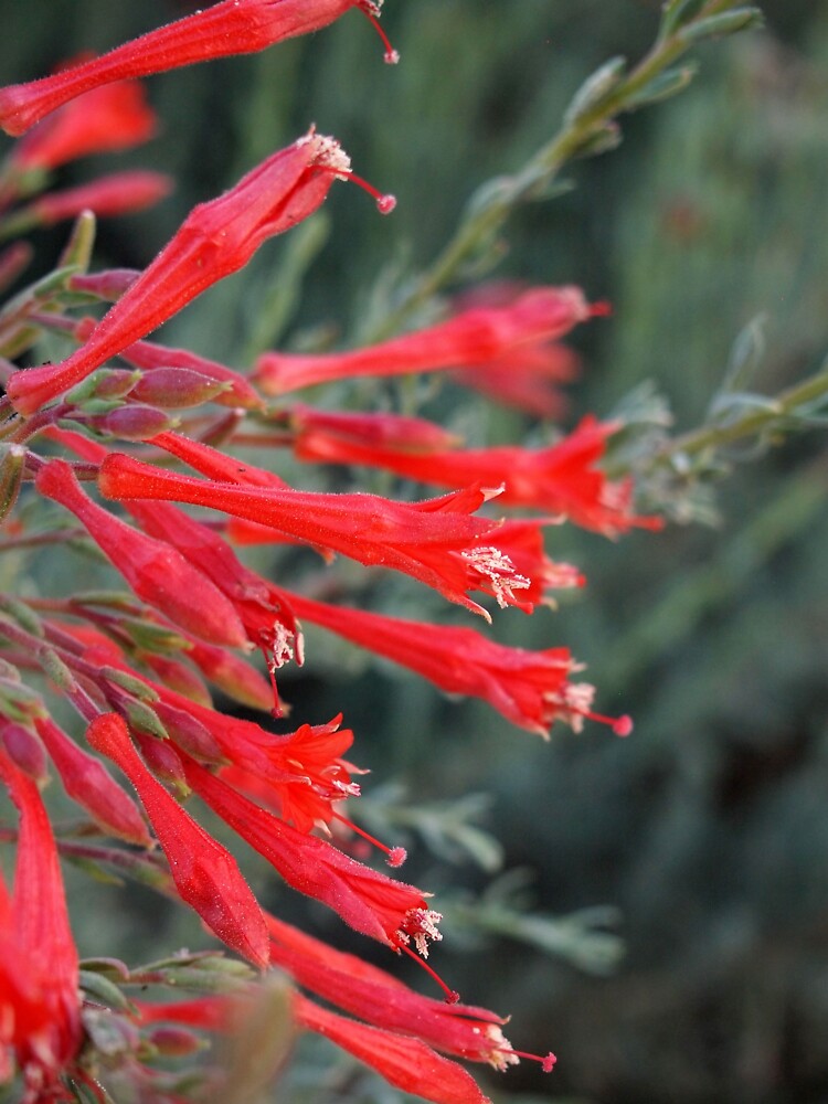Penstemon from A Gardener's Notebook by douglasewelch