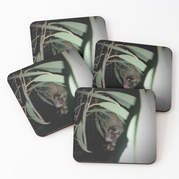 Item preview, A Brushtail Possum recovering from injury designed and sold by Murrindindi Ranges Wildlife Shelter .