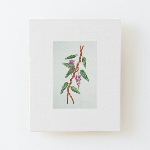 Native Lilac, Hardenbergia violacea 1998 Wood Mounted Print