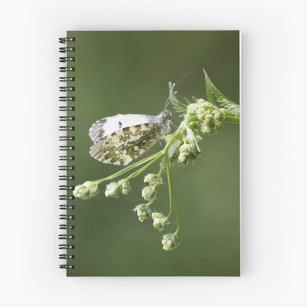 Item preview, Female Orange-tip Butterfly designed and sold by Neil Bygrave (NATURELENS).