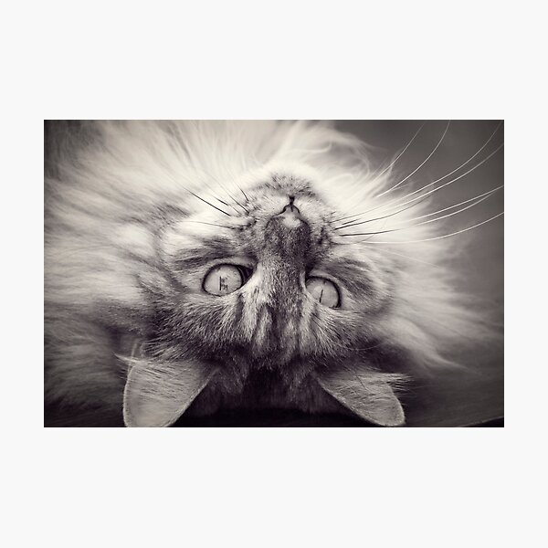 Maine Coon Cat in black and white Photographic Print