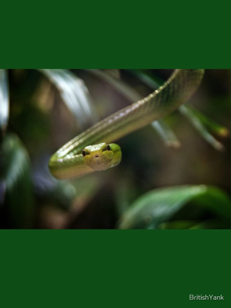 Thumbnail 4 of 4, iPhone Case, Green Tree Python designed and sold by BritishYank.