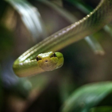 Artwork thumbnail, Green Tree Python by BritishYank